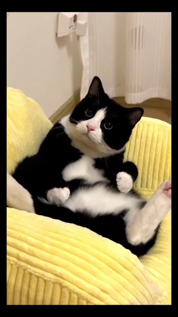 #кот #релакс #милота #животные