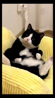 #кот #релакс #милота #животные