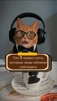 Топ 5 правил кота, которые люди обязаны соблюдать