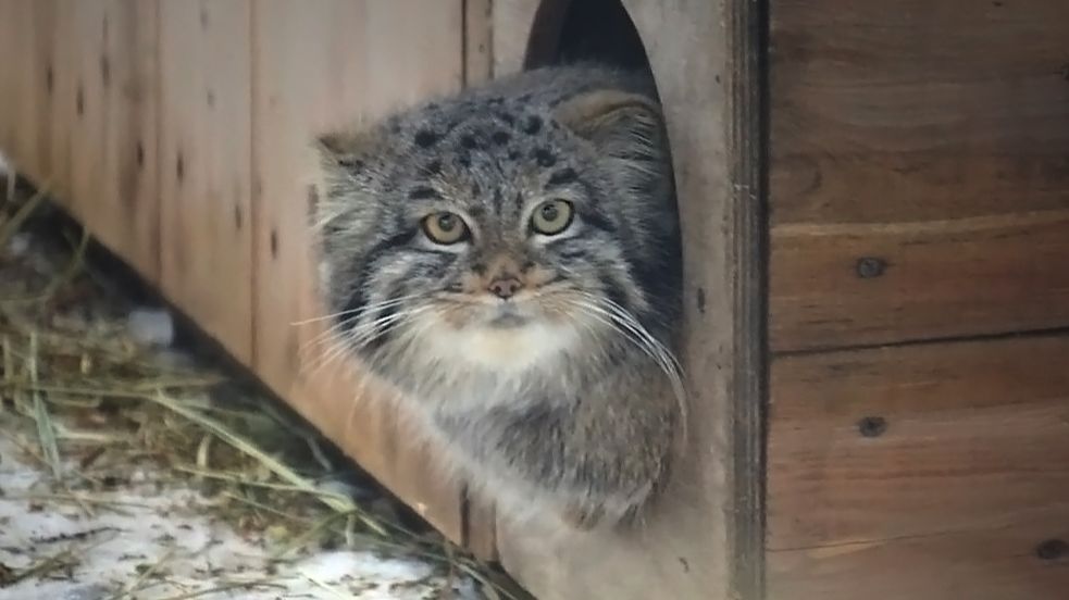 На аллее манулов дежурный на посту, а еще Ласточка, Ева, котенок Мии и Анечка.