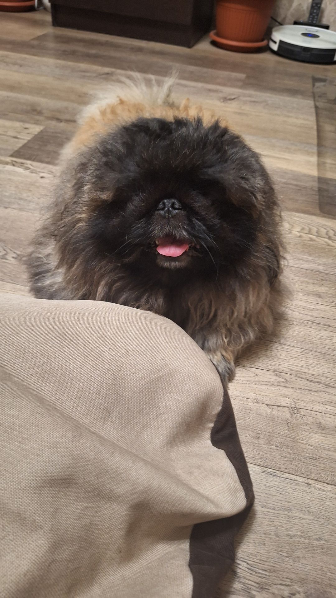 Пекинес Дендик играется