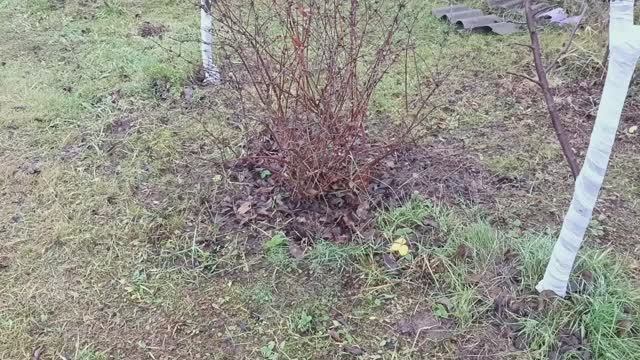 А сад ждёт зиму с тёплым снежным покрывалом