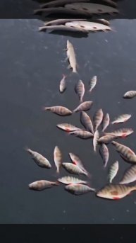 Декабрьская рыбалка по первому льду. Жаркай на связи и очень доволен!