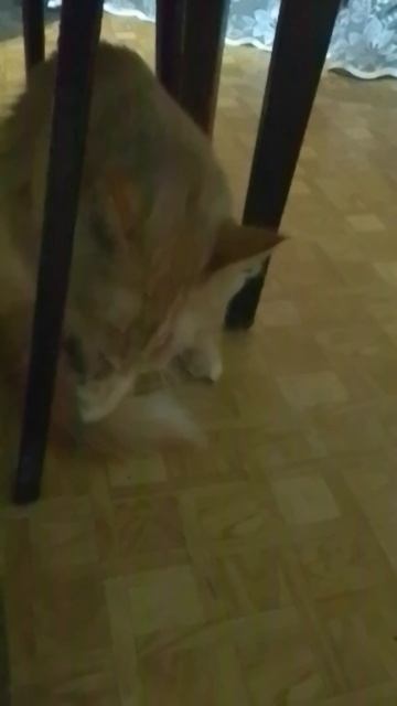 VID_20251206_181345.mp4