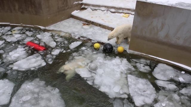 Игры в воде и на суше продолжаются 04.12.2025