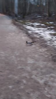 Белка к нам приходит, белка к нам приходит😆 Подписываемся 😉