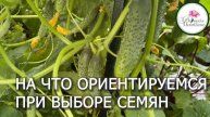КАКИЕ СЕМЕНА ВЫБИРАЮ