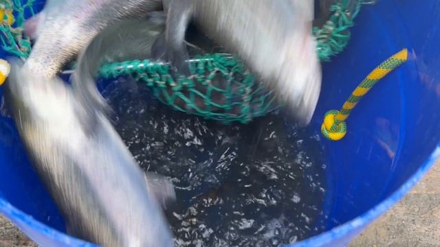 Партия Форели 1.3-1.7кг