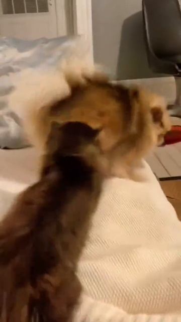 Кошки абьюзеры🤣 Подписываемся 😉