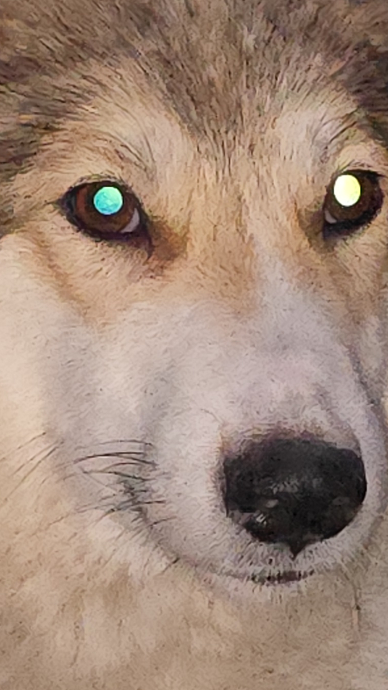 Чеза у Волчана