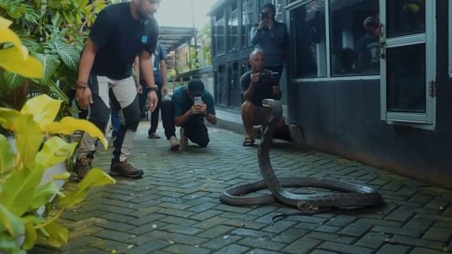 Самые опасные змеи планеты