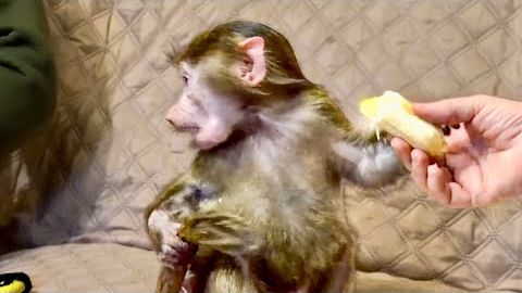 ПРОСТО СМЕХ! Анфиса боится, что Денис ЗАБЕРЕТ ЕЕ ХВОСТ!))