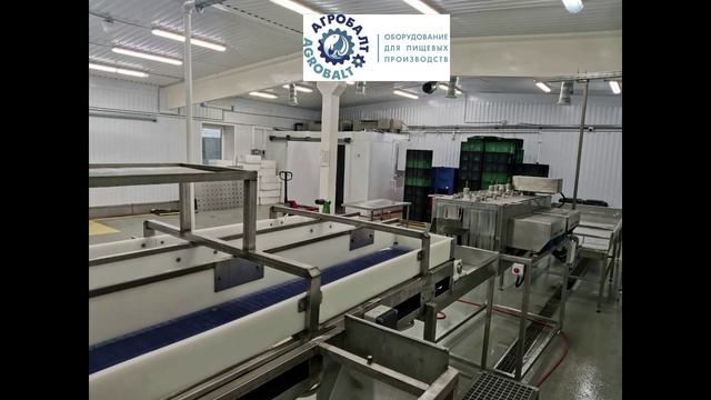 Цех потрошения форели_АгроБалт