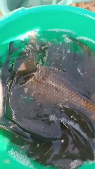 богатый улов