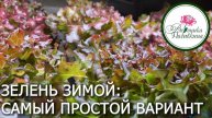 Выращиваем зелень зимой. С чего начать