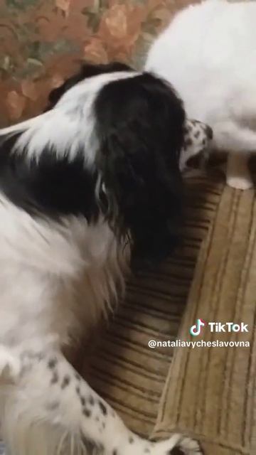 Как кошка с собакой... ) Это про них...)))