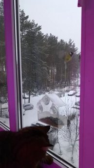 Барся ищет (ловит) друзей (синичек)