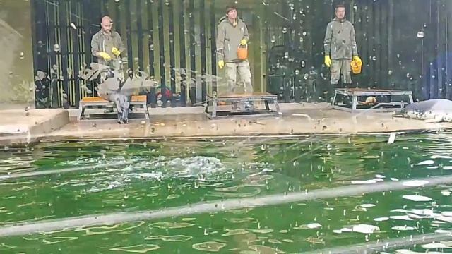 Московский зоопарк Тюлени Показательное кормление 01.07.2025