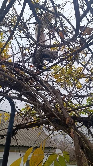 Отдам в хорошие руки