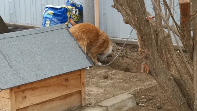 Пёс закапывает яму