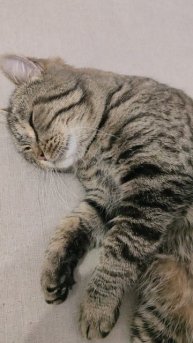 Нужна помощь волшебников на корм для кошек!