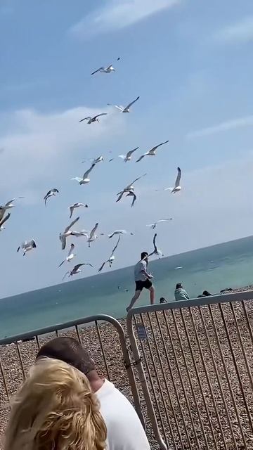 Обычные будни чаек