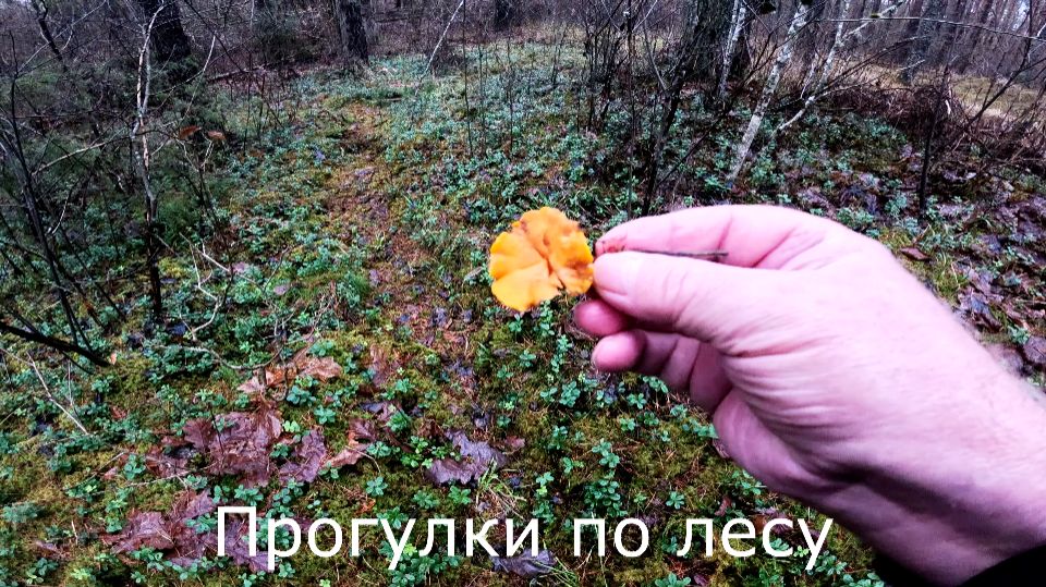 Прогулки по лесу Лисички в декабрьском лесу в оттепель