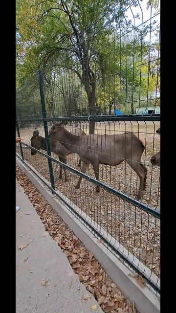 Животный мир