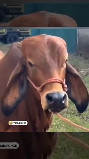 #юмор #сигма #вреки #рек