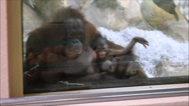 Бату кушает лук, Мишель спустилась показать свою доченьку Бушель 04.12.2025