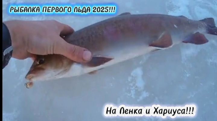 Рыбалка по Первому Льду 2025/2026!!! Огомный Ленок как дал,чуть удочку в лунку не утащил!!!