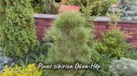 Pinus sibirica Ойка-Нёр