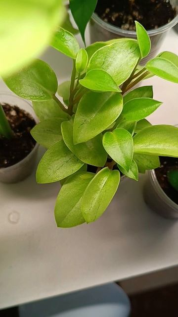 🖌Листья пушистые и гладкие🍃 #цветочкинаработе