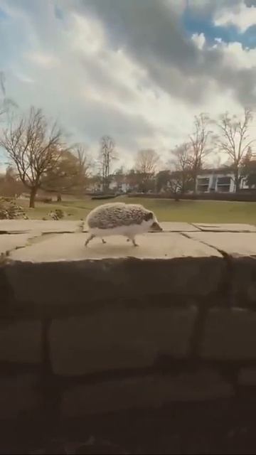 как я бегу домой после школы #вреки #рек