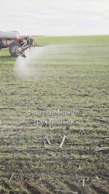 Как работать против эгилопса на пшенице #сорняки #озимаяпщеница #агроном