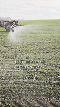 Как работать против эгилопса на пшенице #сорняки #озимаяпщеница #агроном