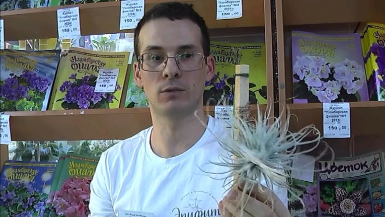 ДФ.Атмосферные тилландсии в комнатной культуре. Р.Горшков