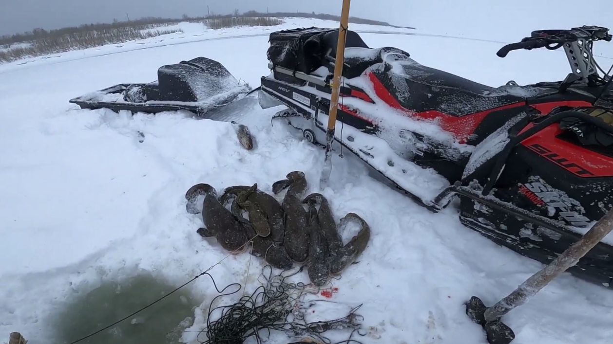 Ловля налима на реке Енисей. 34