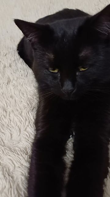 Кроватные кошки