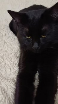 Кроватные кошки