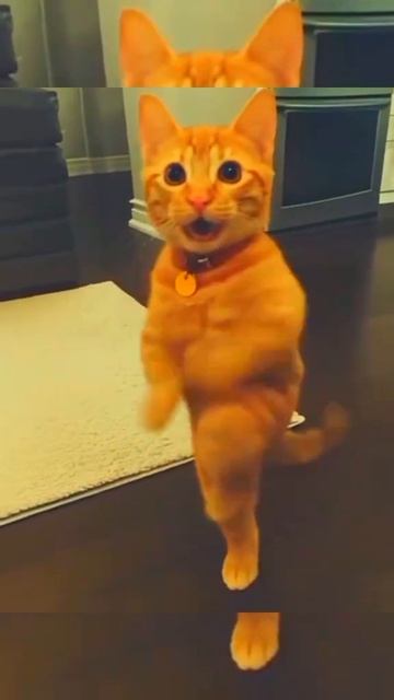 дискач котов.