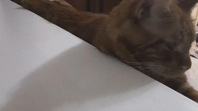 Мини клип банана котик))) :3