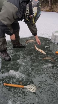 у щучек новый дом