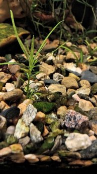 Креветки - СВИНЬИ !