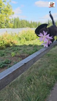 Пискунчик перед сном побывал на концерте у своей Любимой Мариши и подарил ей красивый букет цветов