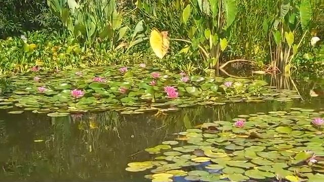 Лотосы/Парк Южных Культур/2024/Сириус,Адлер