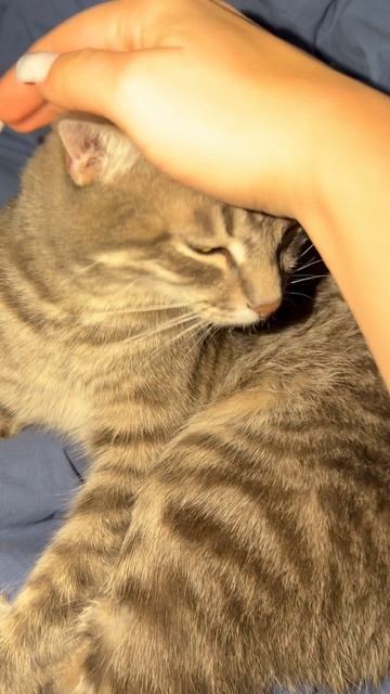 Милый котик 🐱