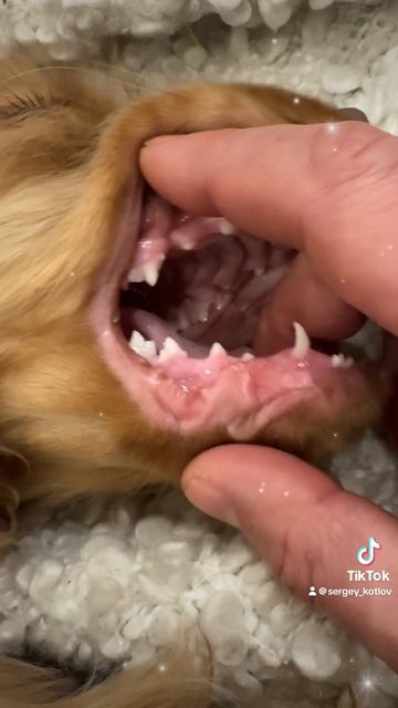 Собака кусака