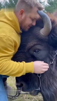 Ферма зубров: новый путь в Беловежской пуще #хочувдеревню #хутор