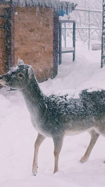 Этнопарк, покормили животных! Это очень интересный процесс! 🦌🐇🦝❄️💙 #nastikae #этнопарк #снежныйл